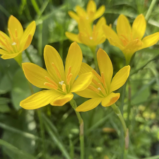 Zephyranthus citrina (5 bulbs)