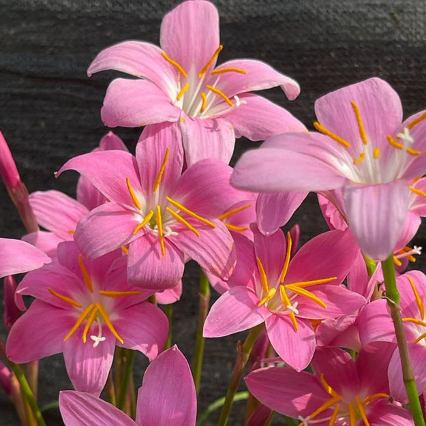 Zephyranthus carinata (5 bulbs)