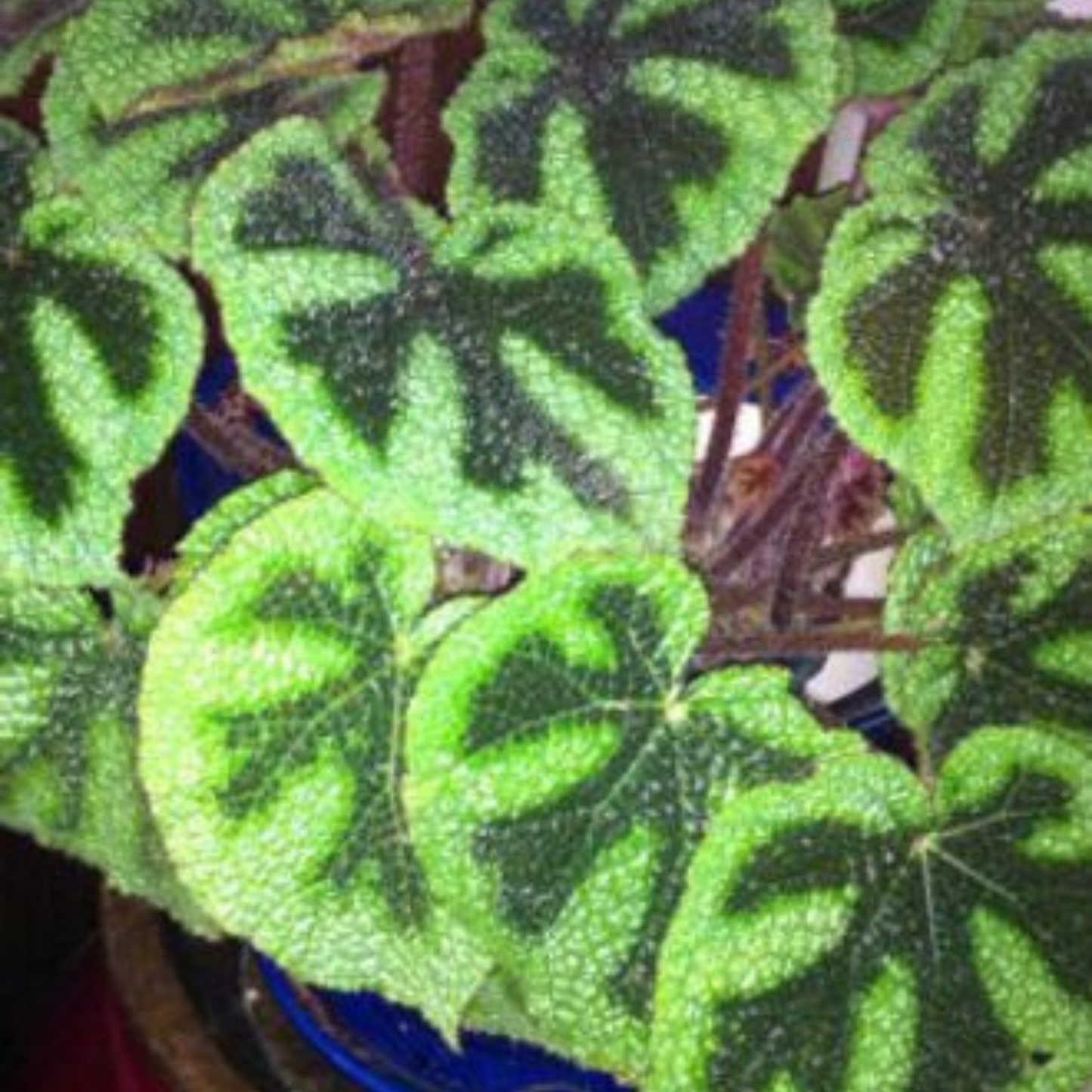 Begonia Massoniana Iron Cross