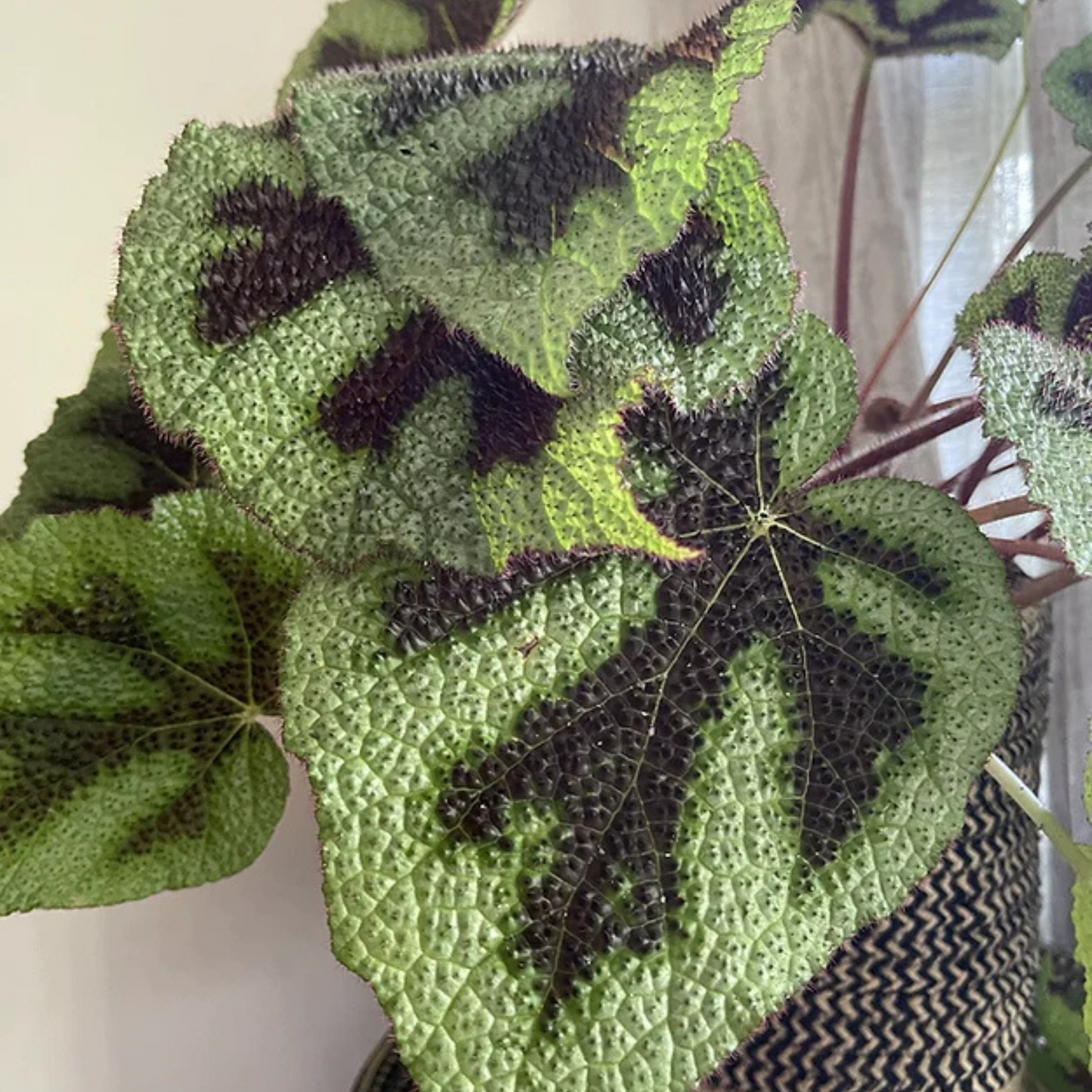 Begonia Massoniana Iron Cross