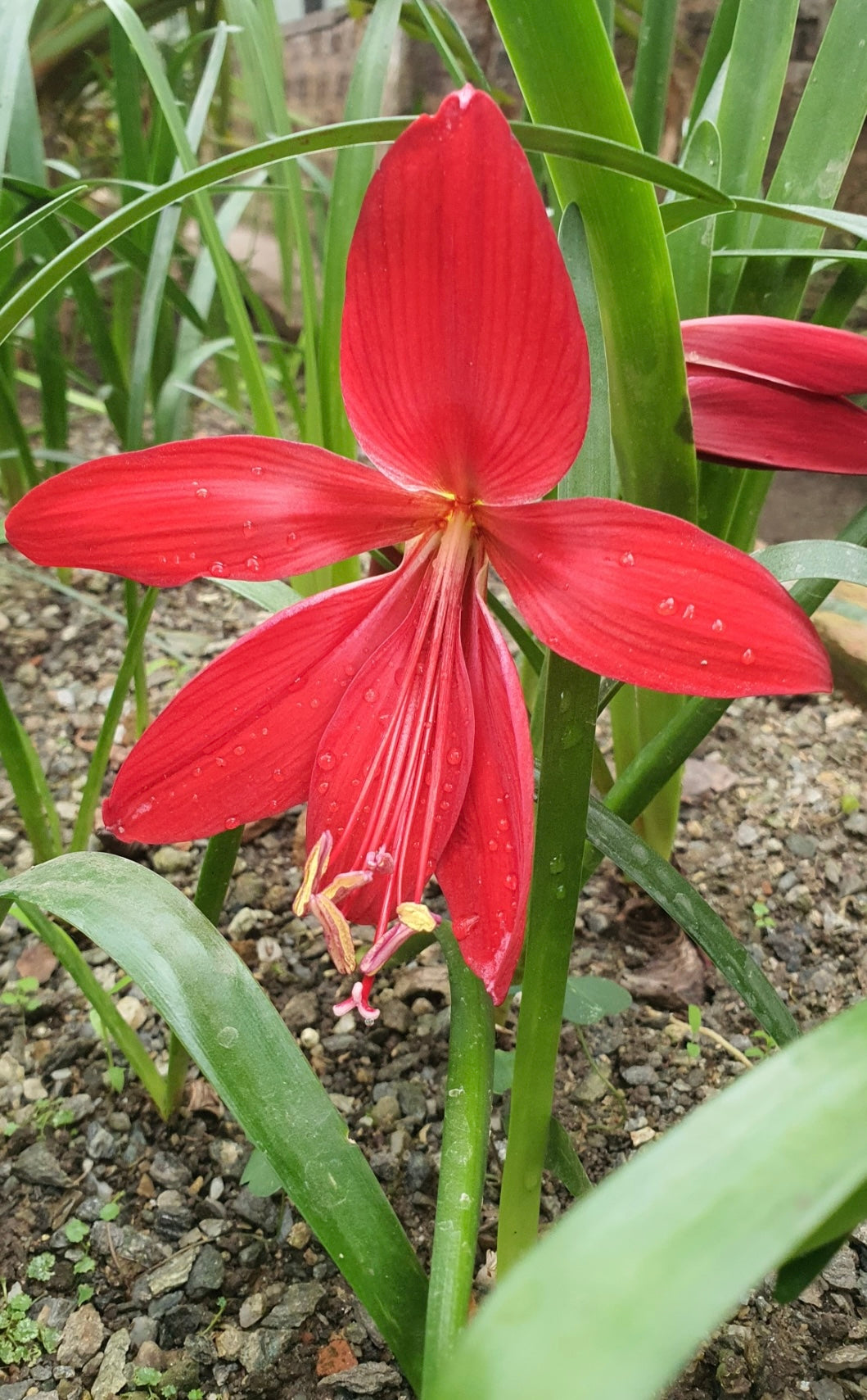 Sprekelia Formossima | Pack of 3