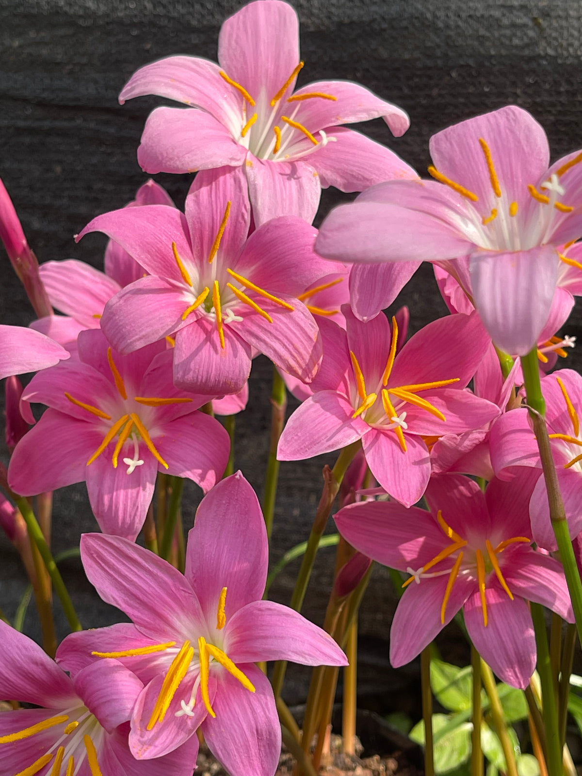Zephyranthes carinata | Pack of 20