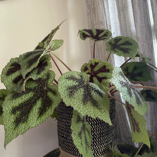 Begonia Massoniana Iron Cross