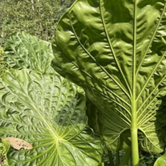 Alocasia macrorrhiza