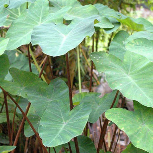 Colocasia esculenta Burgundy Stem