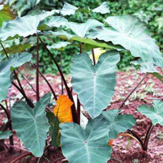 Colocasia esculenta Fontanesii