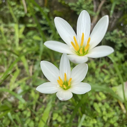 Zephyranthus candida (5 bulbs)