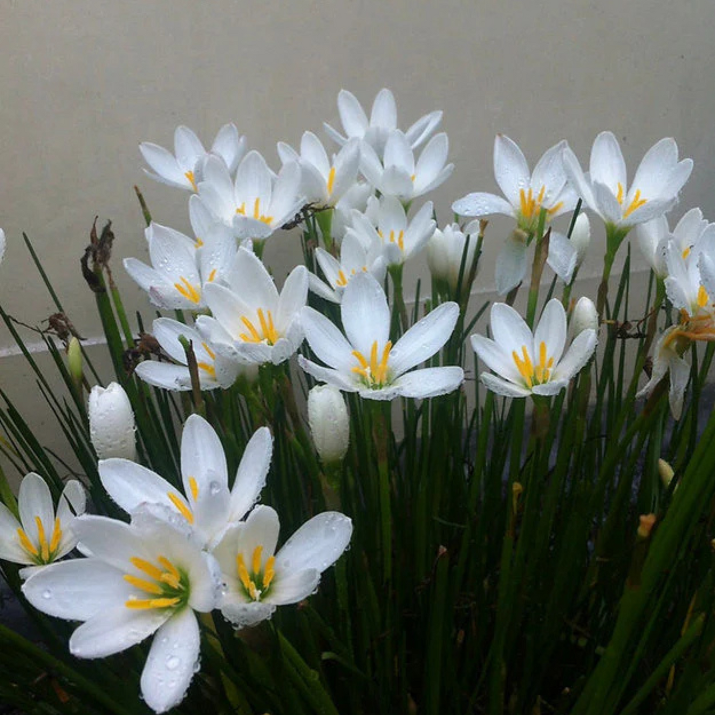 Zephyranthus candida (5 bulbs)