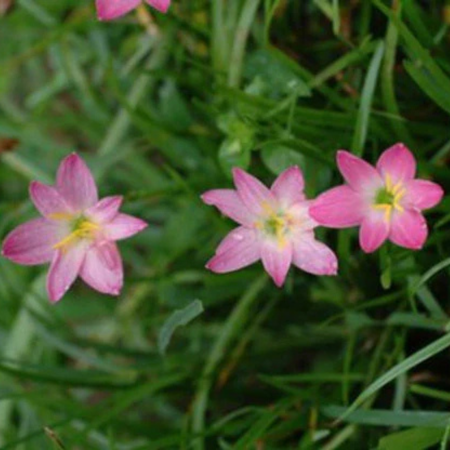 Zephyranthus rosea (5 bulbs)