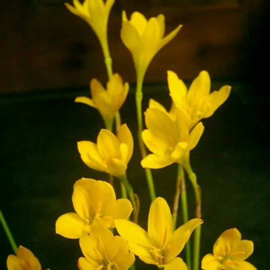 Zephyranthus citrina (5 bulbs)