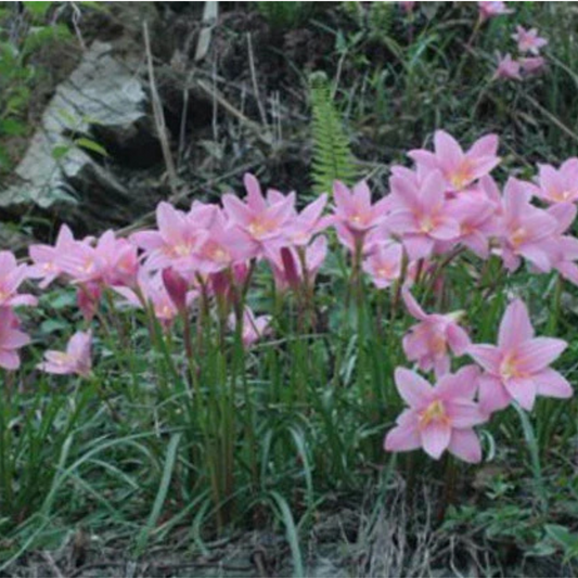 Zephyranthus carinata (50 bulbs)