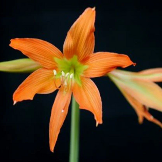 Hippeastrum blossfeldiae