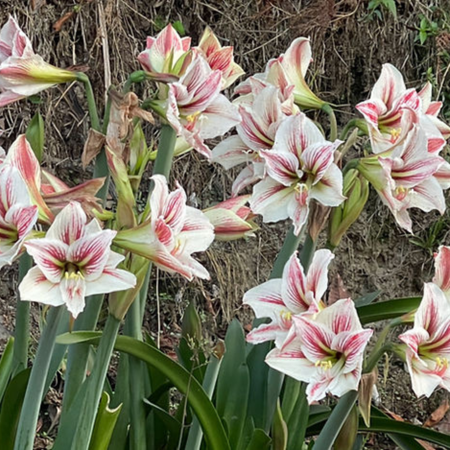 Hippeastrum vittatum