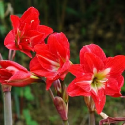 Hippeastrum McCanns Double