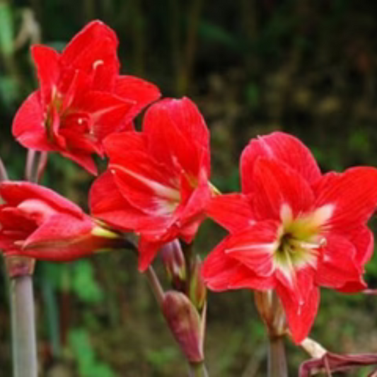 Hippeastrum Mac Cannes Double | Pack of 2