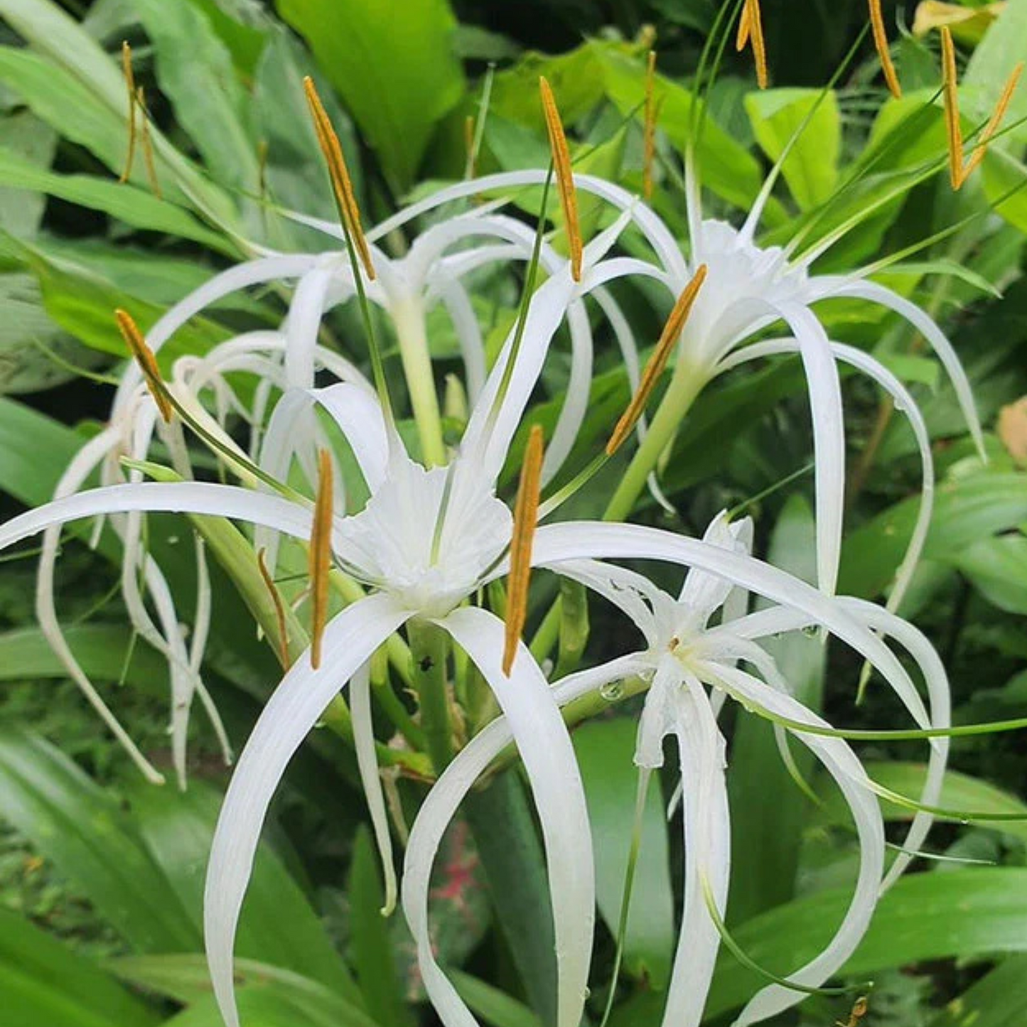 Hymenocallis Tropical Giant