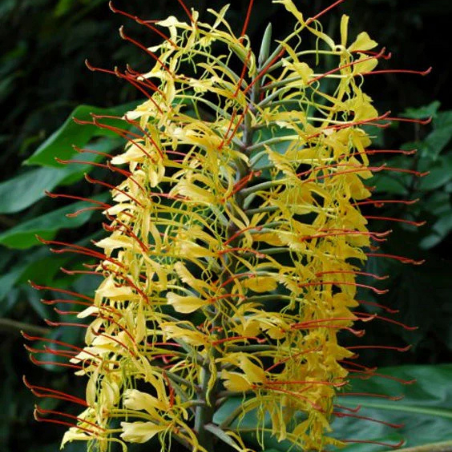 Hedychium gardnerianum