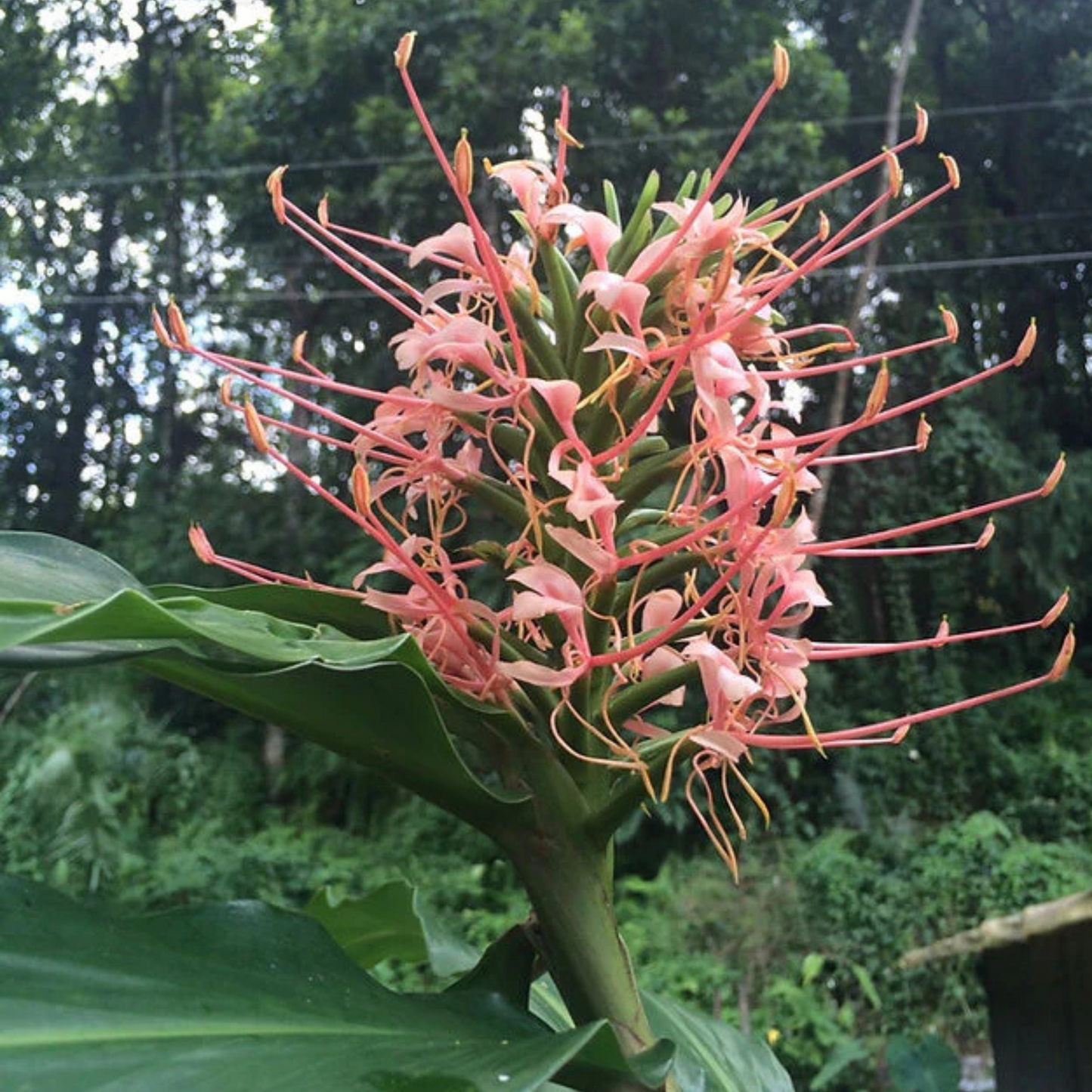 Hedychium Pink Princess