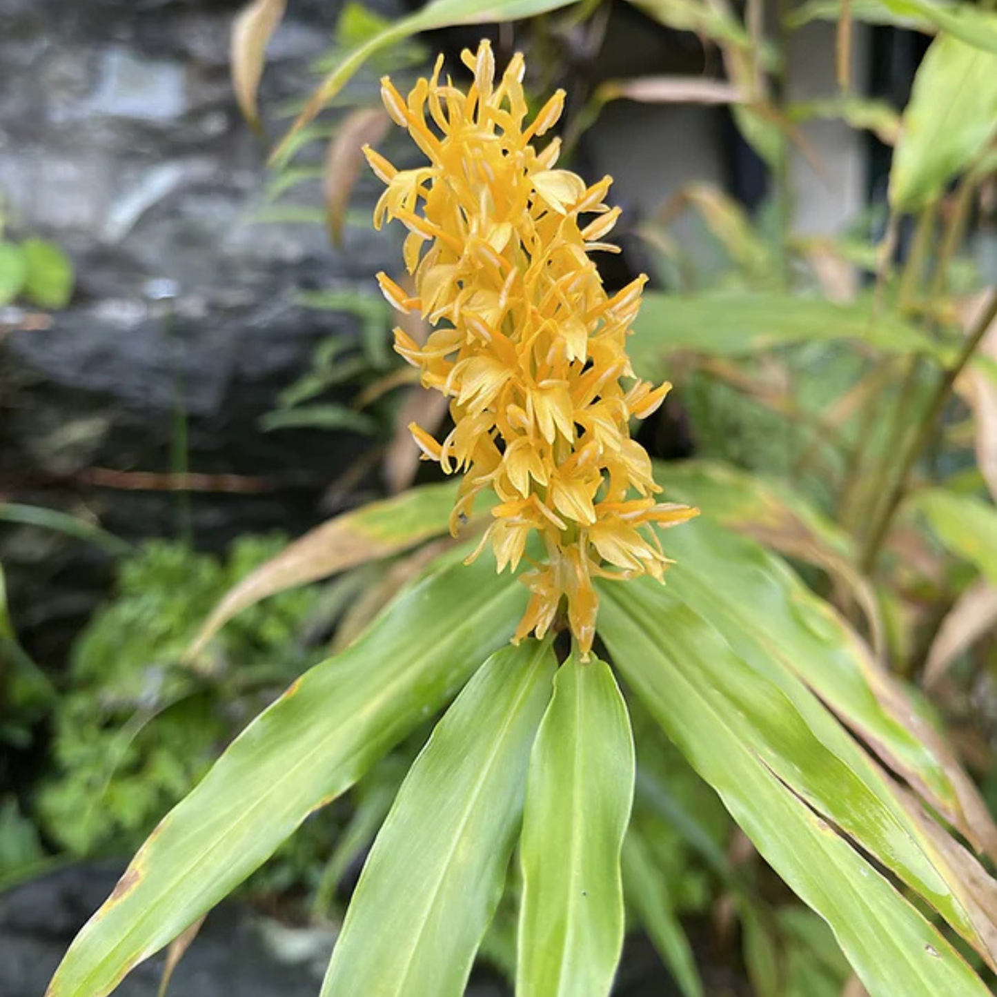 Hedychium densiflorum