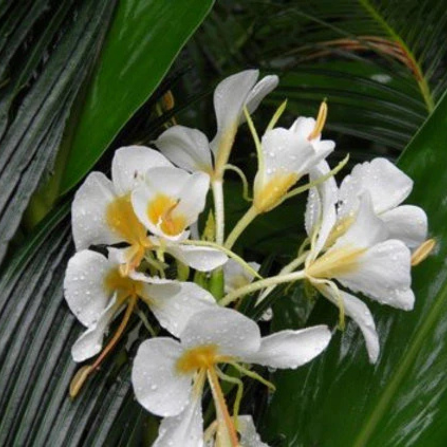 Hedychium Gold Spot