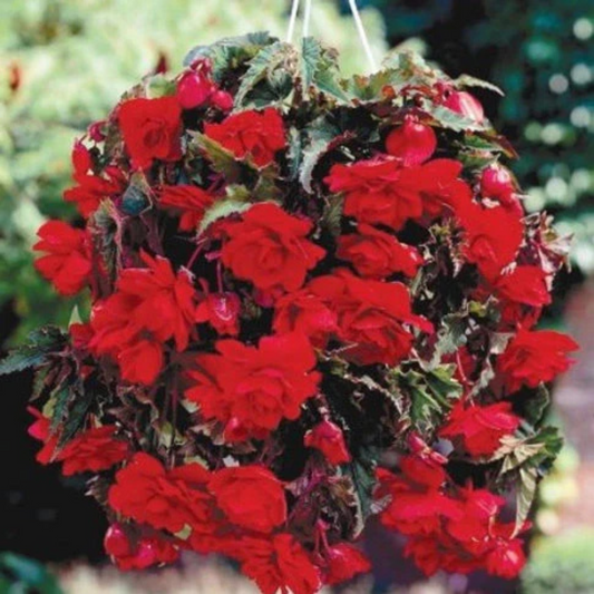 Begonia Pendula Red x3