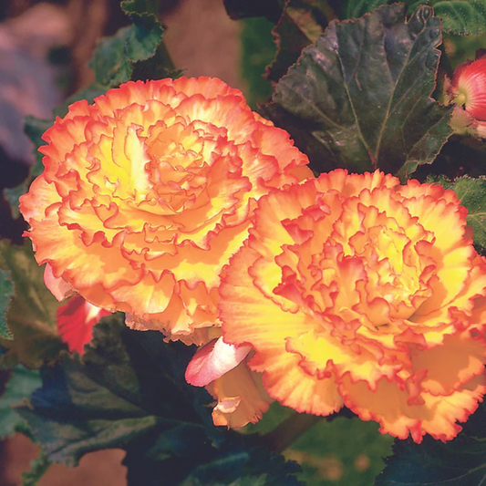 Begonia Picotee Yellow/Red x3