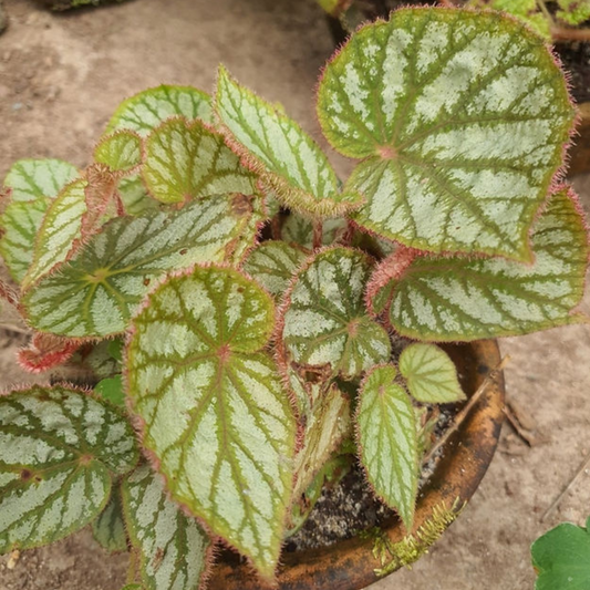 Begonia Rex U501