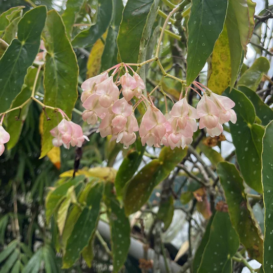 Begonia maculata