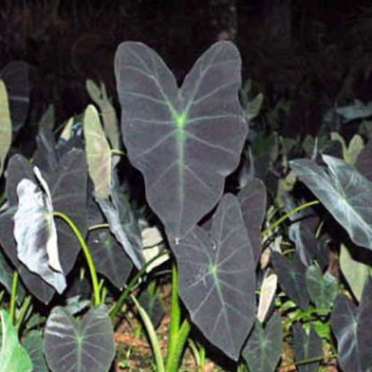 Colocasia antiquorum