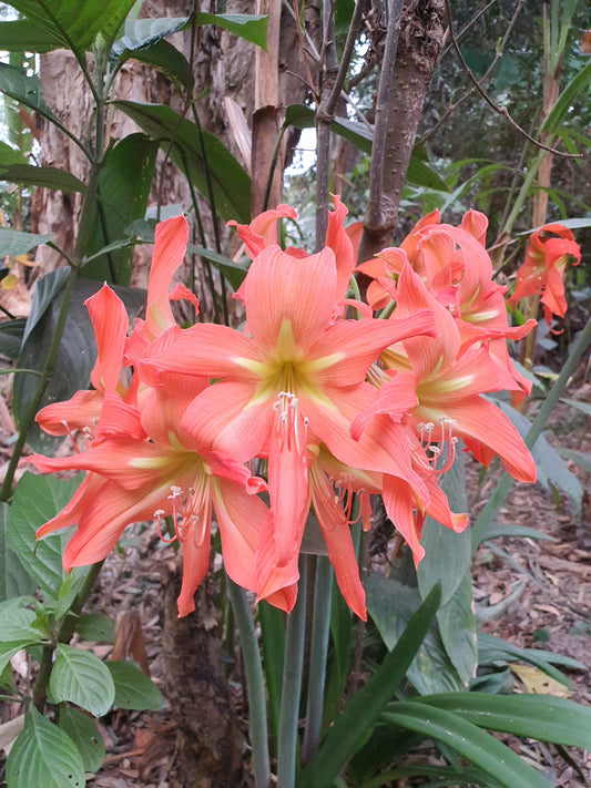 Hippeastrum blossfeldiae | Pack of 1