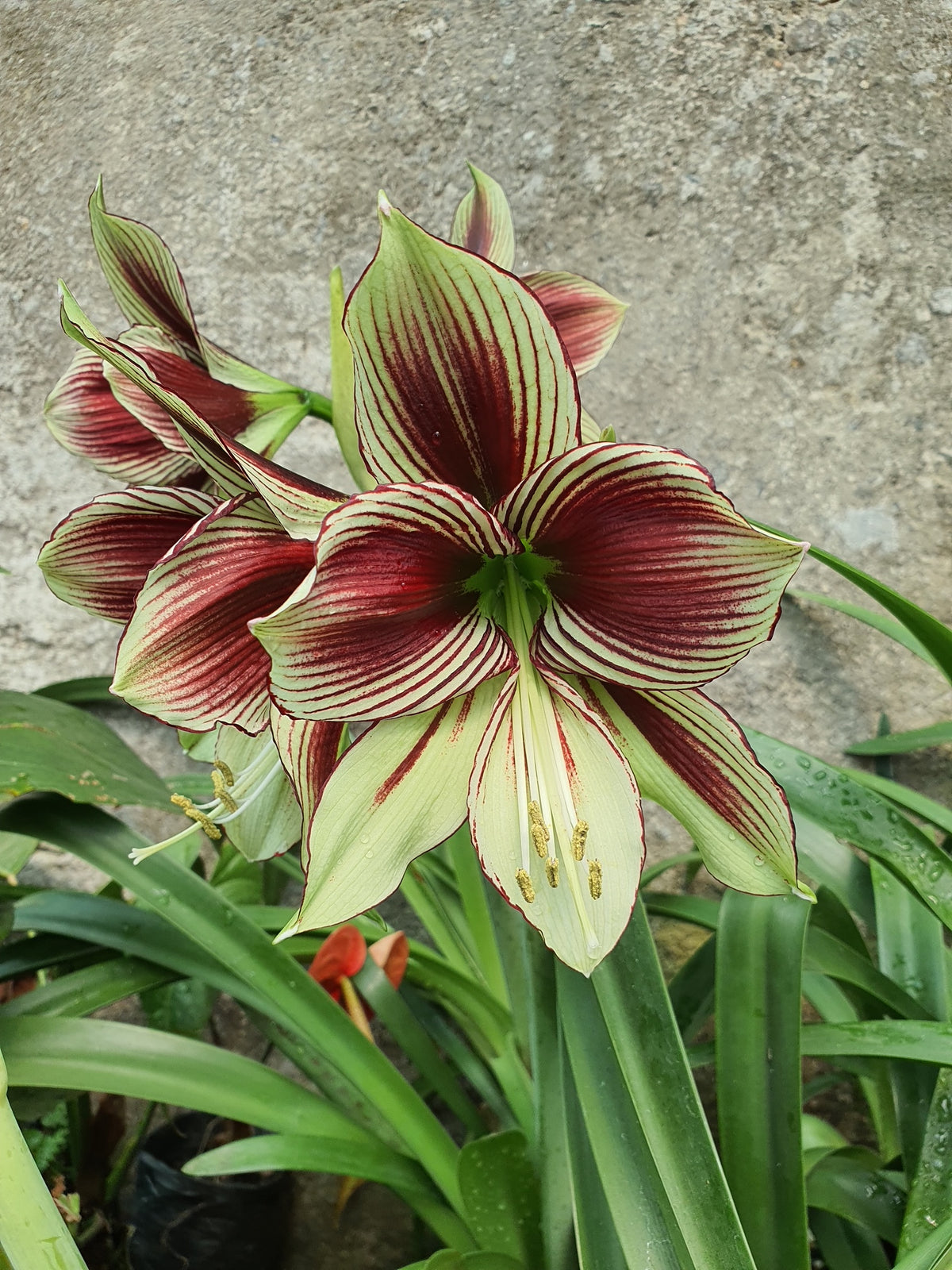 Hippeastrum Papilio | Pack of 2