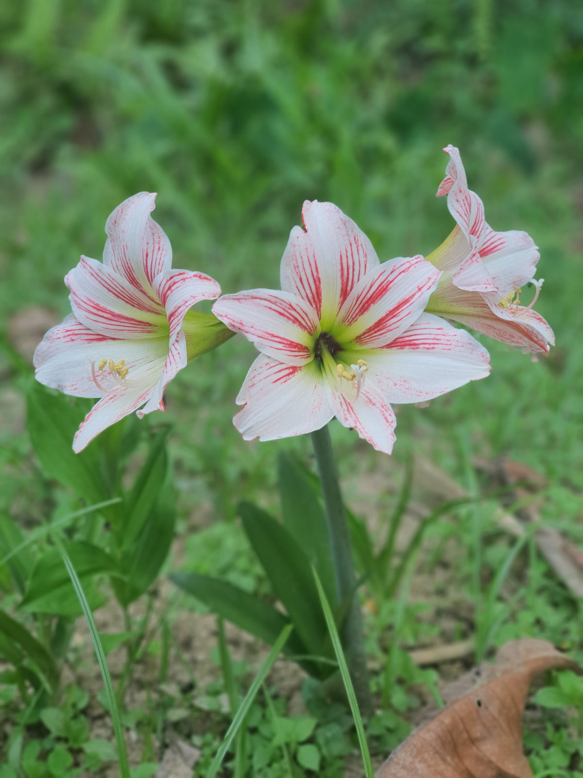 Hippeastrum vittatum 'White' | Pack of 3