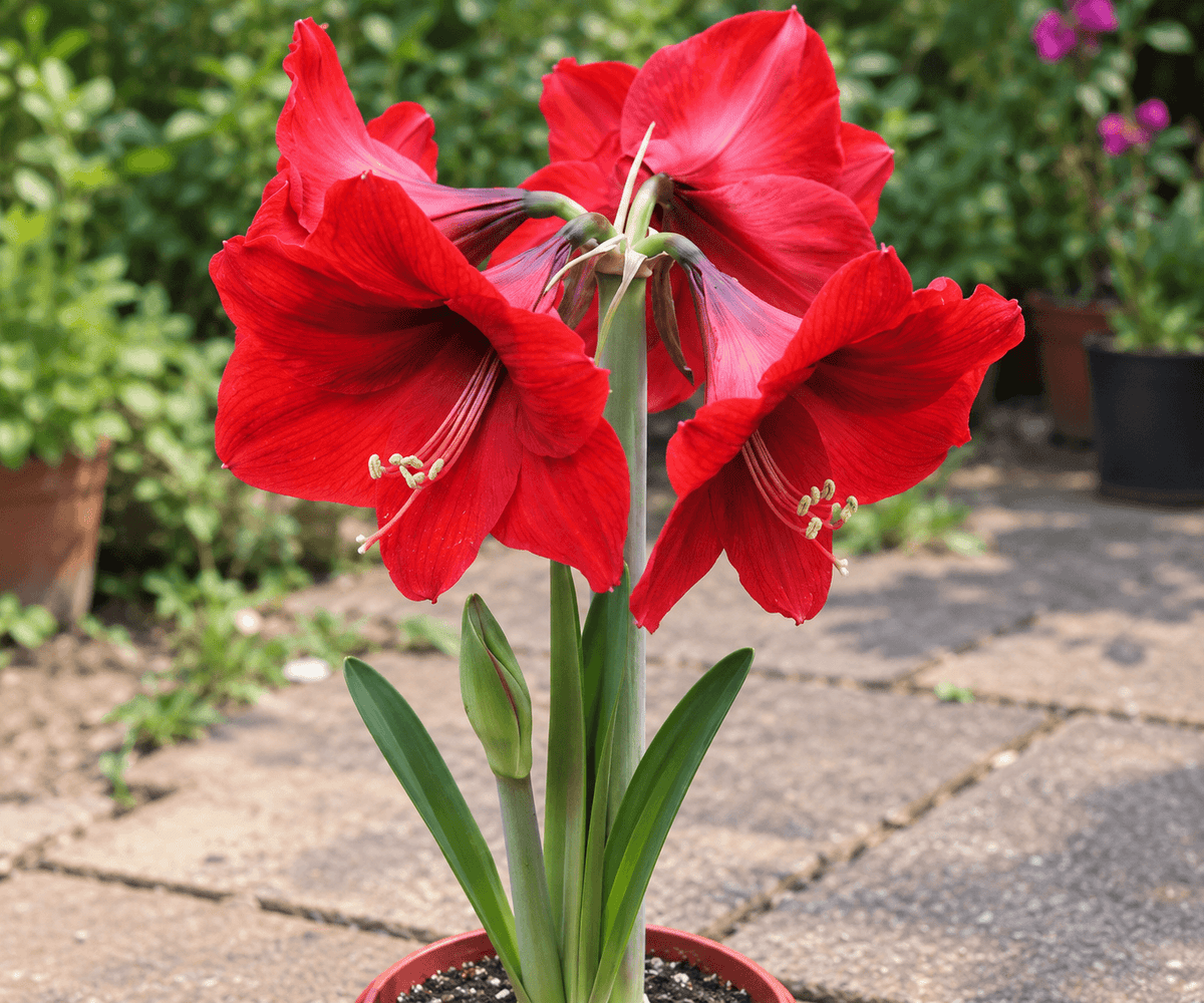 Hippeastrum vittatum Red | Pack of 3