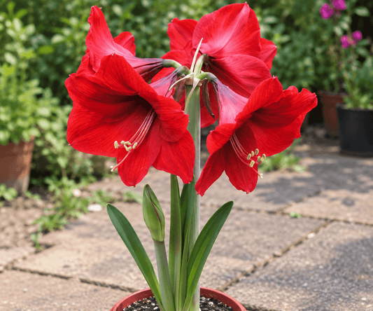 Hippeastrum vittatum Red | Pack of 3