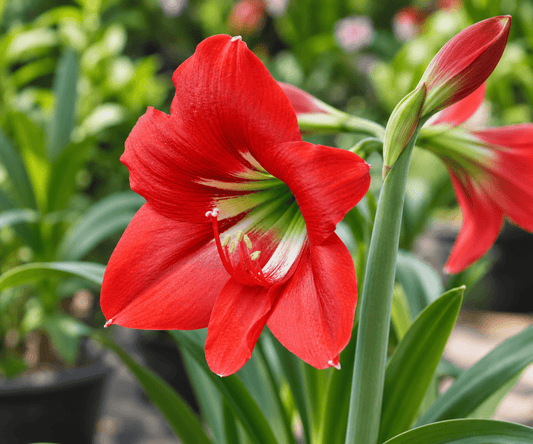 Hippeastrum equestre | Pack of 3