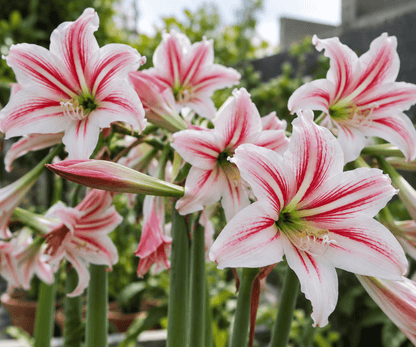 Hippeastrum vittatum 'White' | Pack of 3