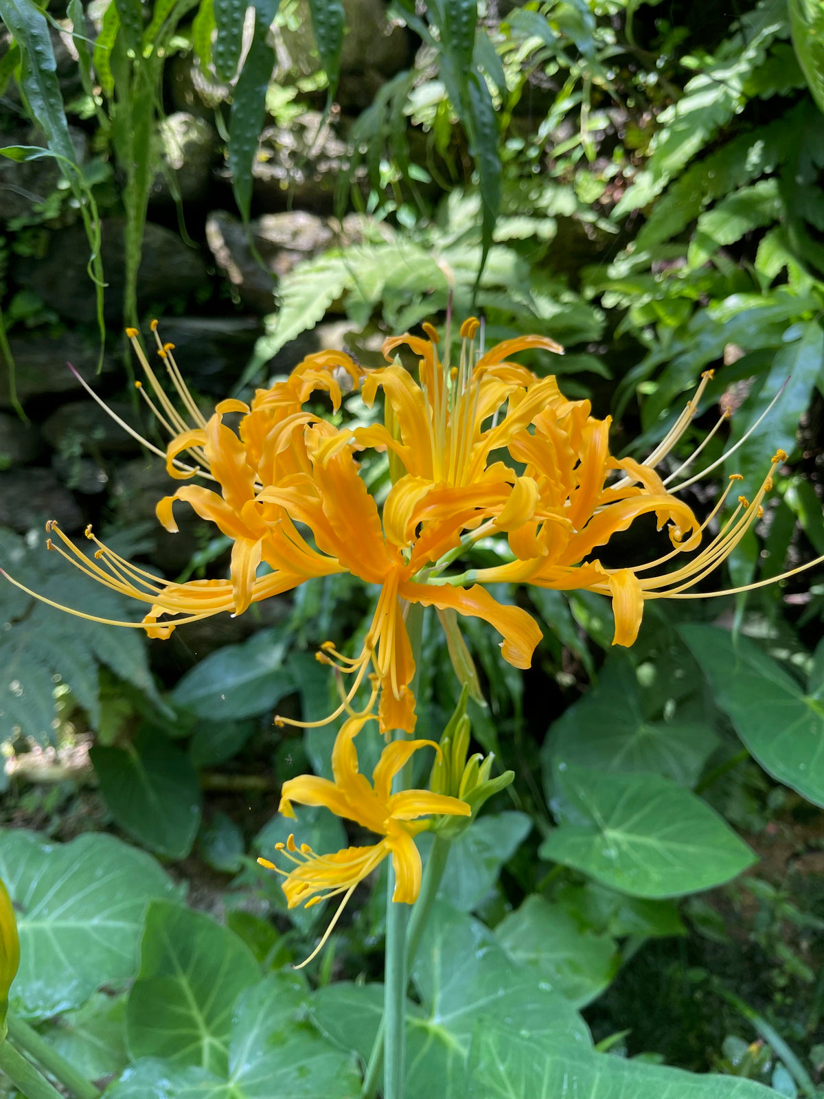 Lycoris aurea | Pack of 3