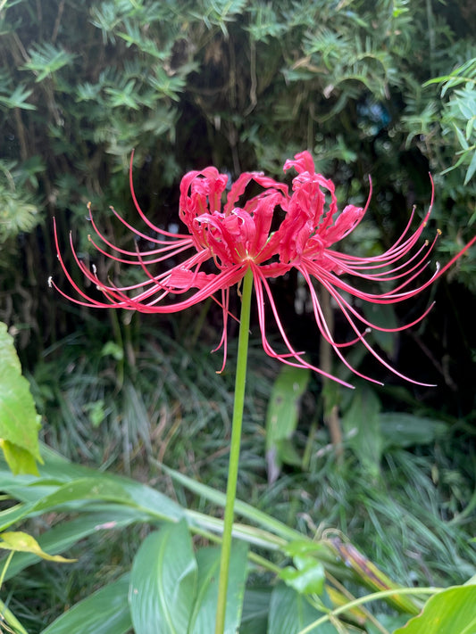 Lycoris radiata | Pack of 3