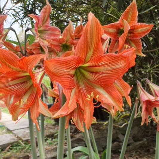 Hippeastrum Bengal Tiger