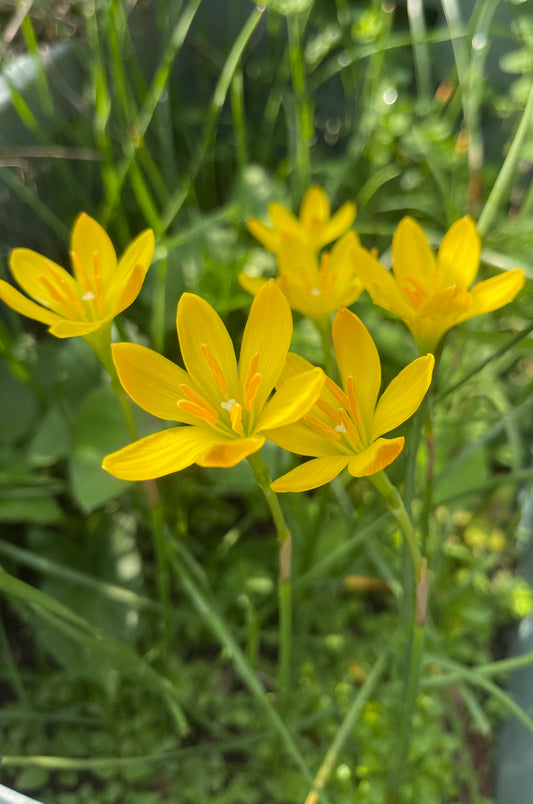 Zephyranthes citrina | Pack of 20