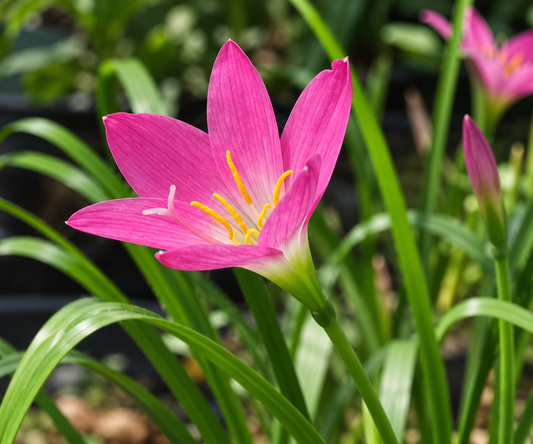 Zephyranthes rosea | Pack of 20