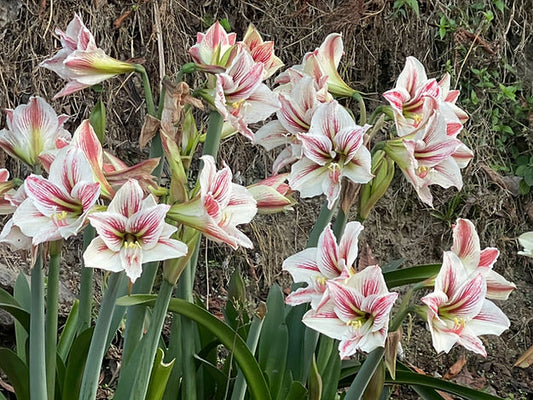 Hippeastrum vittatum