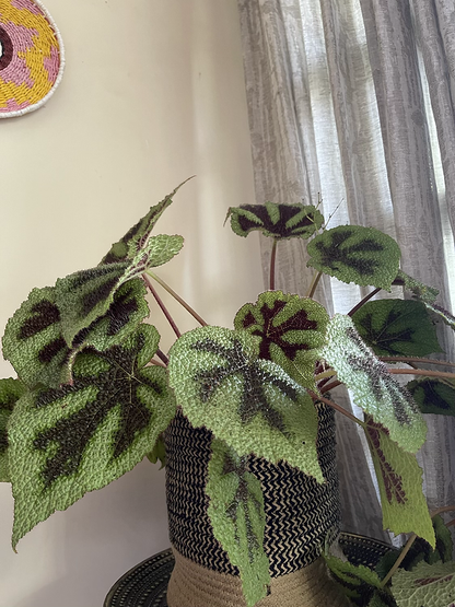 Begonia Massoniana Iron Cross