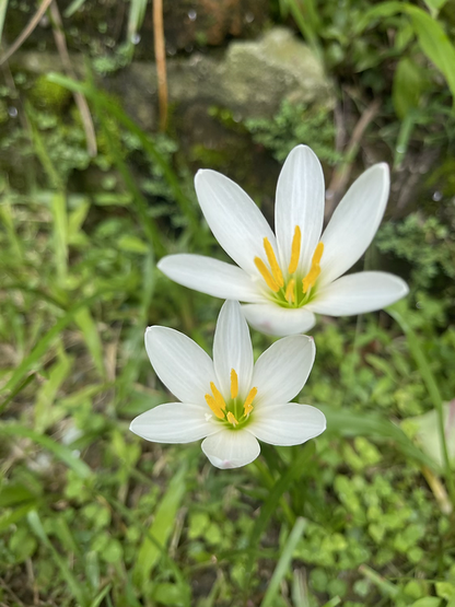 Zephyranthus candida (5 bulbs)