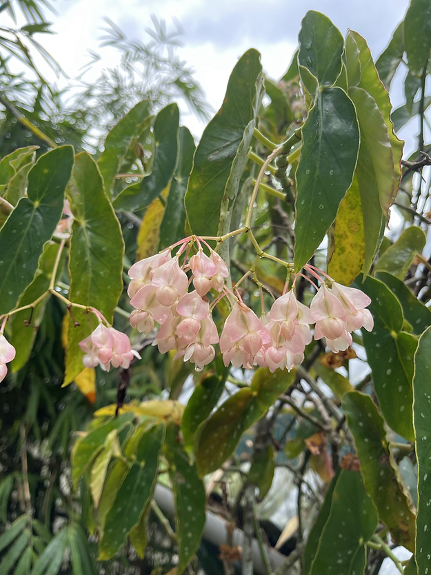 Begonia maculata