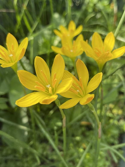 Zephyranthus citrina (5 bulbs)