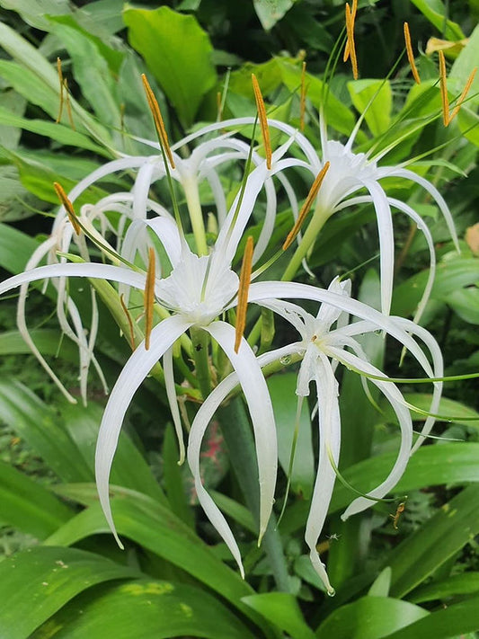 Hymenocallis Tropical Giant