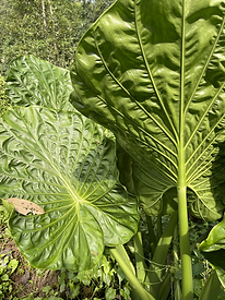 Alocasia macrorrhiza