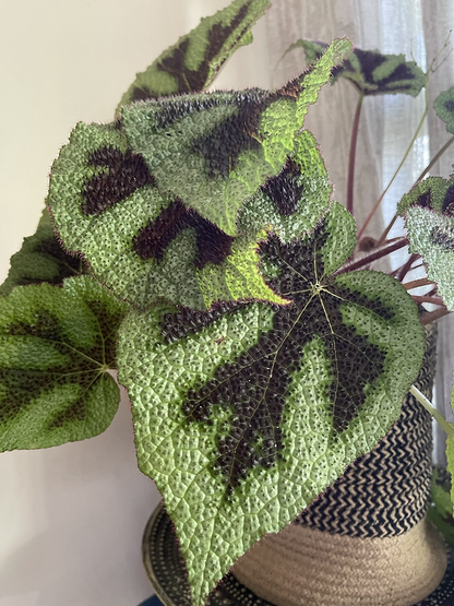 Begonia Massoniana Iron Cross