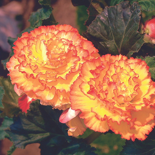 Begonia Picotee Yellow/Red x3